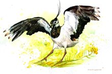 17.2 Про чайку и чибиса